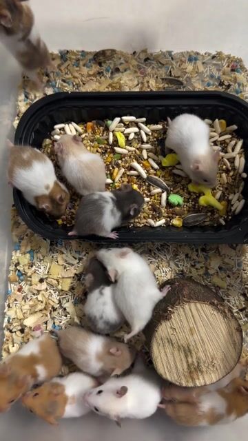 Hamster bear nhiều màu. Mua bán Thú cưng khác tại Quận Cái Răng Cần Thơ được đăng bởi Dương hình 1
