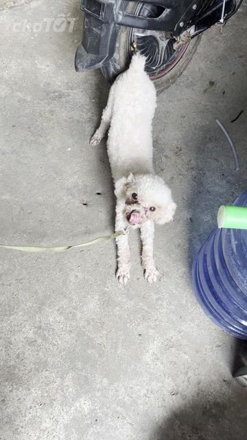 Chó Poodle Trắng. Mua bán Chó tại Thị xã Tân Uyên Bình Dương được đăng bởi Trịnh Tam  hình 1