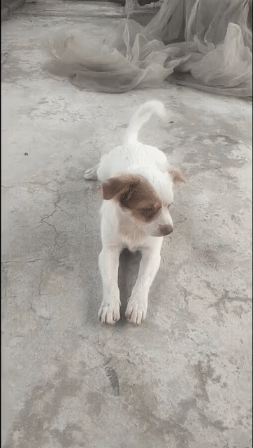 Chó phốc nhật. Mua bán Chó tại Huyện Gia Lâm Hà Nội được đăng bởi Nguyễn luyến hình 1