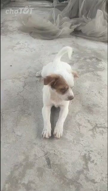 Chó phốc nhật. Mua bán Chó tại Huyện Gia Lâm Hà Nội được đăng bởi Nguyễn luyến hình 1
