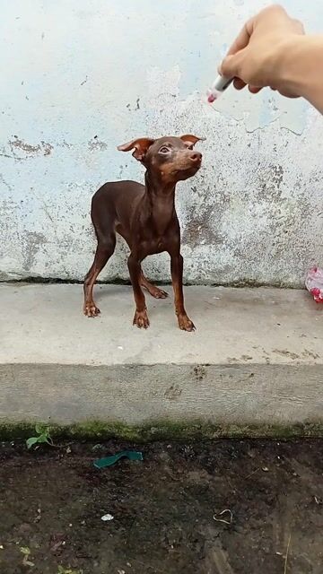 Phóc hươu MinPin nâu sô-cô-la. Mua bán Chó tại Quận 12 Tp Hồ Chí Minh được đăng bởi tý hình 1