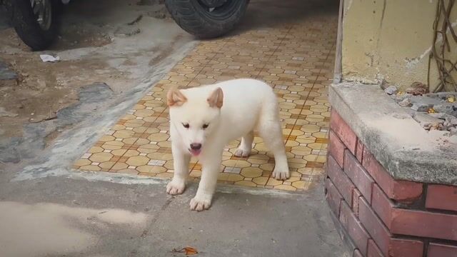 Chó Mông Cộc Trắng Kem Đẹp + Lưỡi Đốm Chuẩn Giống . Mua bán Chó tại Quận Gò Vấp Tp Hồ Chí Minh được đăng bởi Shop SH Và Chó Cộc Sài Gòn hình 1