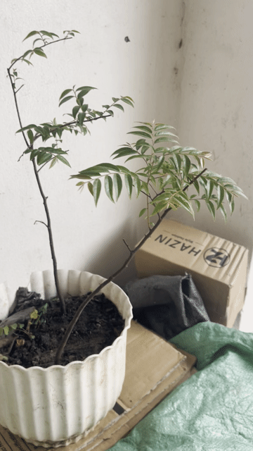 Cây cảnh màu xanh lá. Mua bán Cây cảnh, đồ trang trí tại Huyện Mỹ Đức Hà Nội được đăng bởi Nguyễn quỳnh hình 1
