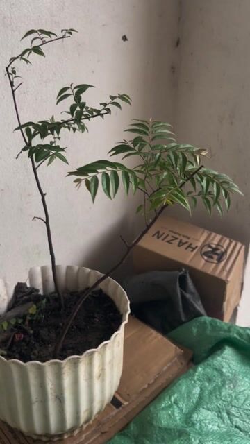 Cây cảnh màu xanh lá. Mua bán Cây cảnh, đồ trang trí tại Huyện Mỹ Đức Hà Nội được đăng bởi Nguyễn quỳnh hình 1