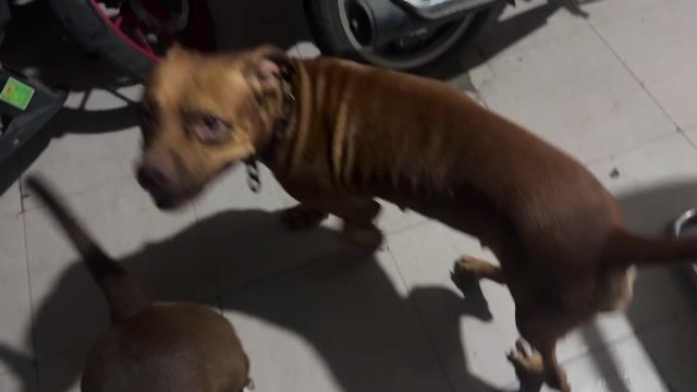 Chó Pitbull cái khỏe mạnh đã tiêm. Mua bán Chó tại Thành phố Thủ Đức Tp Hồ Chí Minh được đăng bởi Lưu Nguyễn hình 1