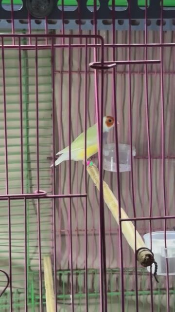 2 mái 7 màu chưa qa ss. Mua bán Chim tại Quận Bình Thạnh Tp Hồ Chí Minh được đăng bởi nguyễn hình 1