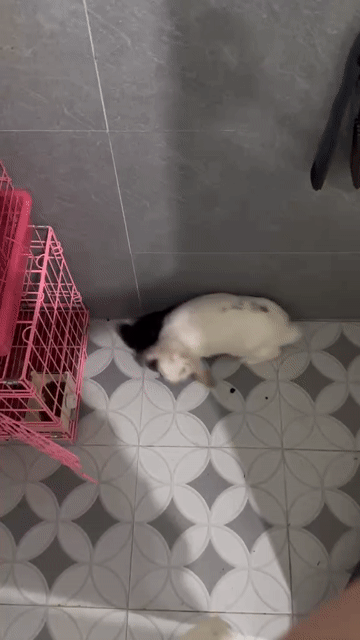 Thỏ tai cụp Trắng Nâu. Mua bán Thú cưng khác tại Huyện Bình Xuyên Vĩnh Phúc được đăng bởi tHàNh cOn hình 1
