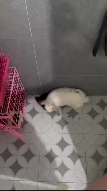 Thỏ tai cụp Trắng Nâu. Mua bán Thú cưng khác tại Huyện Bình Xuyên Vĩnh Phúc được đăng bởi tHàNh cOn hình 1
