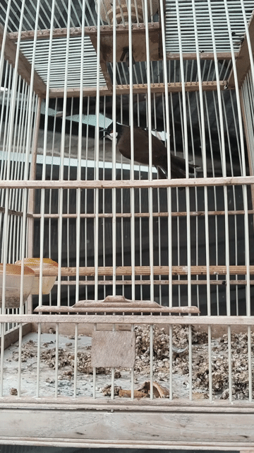 Chim chào mào. Mua bán Chim tại Quận 5 Tp Hồ Chí Minh được đăng bởi Phạm minh duc hình 1