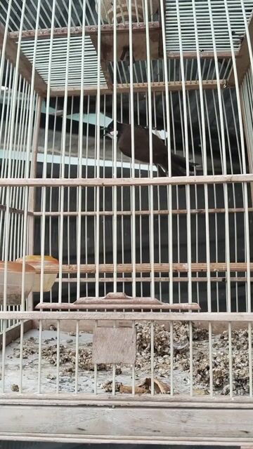 Chim chào mào. Mua bán Chim tại Quận 5 Tp Hồ Chí Minh được đăng bởi Phạm minh duc hình 1
