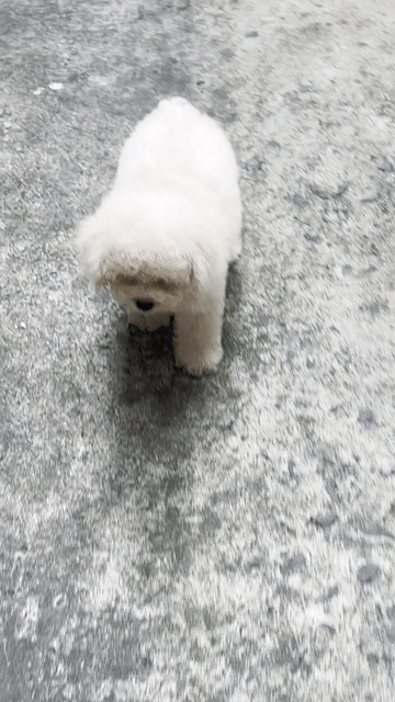 Chó Poodle Tiny Trắng Cả hai. Mua bán Chó tại Huyện Bình Chánh Tp Hồ Chí Minh được đăng bởi BaoBaoPet hình 1