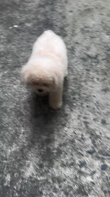 Chó Poodle Tiny Trắng Cả hai. Mua bán Chó tại Huyện Bình Chánh Tp Hồ Chí Minh được đăng bởi BaoBaoPet hình 1