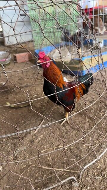 Gà tre mini 6lạng lẻ tay tròn có gl gà. Mua bán Gà tại Huyện Càng Long Trà Vinh được đăng bởi vo minh hien hình 1