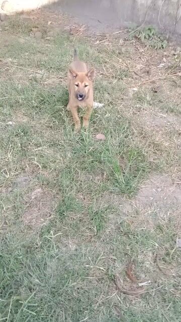 Chó Cộc lai cái màu Nâu. Mua bán Chó tại Huyện Củ Chi Tp Hồ Chí Minh được đăng bởi Bánh Pía hình 1