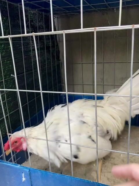 TL nọc 1kg8 tay tốt. Mua bán Gà tại Quận 12 Tp Hồ Chí Minh được đăng bởi CN Fram hình 1