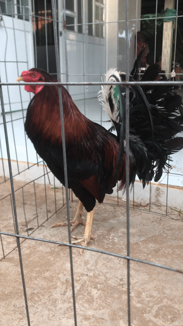 Gà chọi Mỹ 3kg trống trên 1 năm. Mua bán Gà tại Huyện Mang Thít Vĩnh Long được đăng bởi Hưng Quoc hình 1