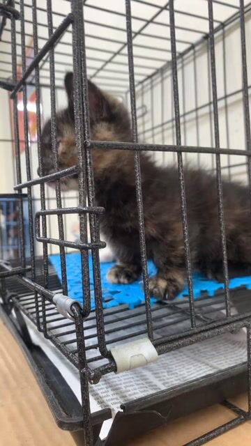 Mèo Anh chân lùn cái 2 tháng. Mua bán Mèo tại Quận Tây Hồ Hà Nội được đăng bởi thanh hình 1