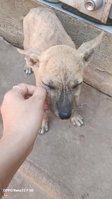 Chó cỏ bé cái gần 3 tháng. Mua bán Chó tại Huyện Đất Đỏ Bà Rịa - Vũng Tàu được đăng bởi Dương Hy hình 1