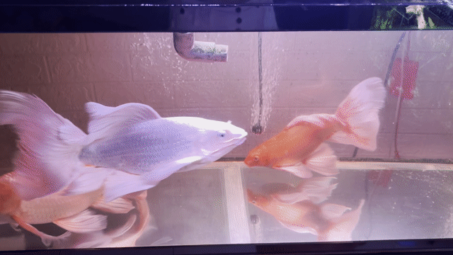 Cá chép trắng gần 40cm. Mua bán Thú cưng khác tại Quận 8 Tp Hồ Chí Minh được đăng bởi Simon Hoàng hình 1