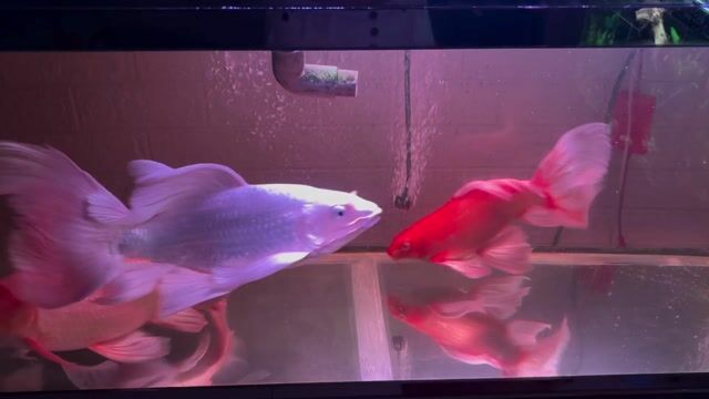 Cá chép trắng gần 40cm. Mua bán Thú cưng khác tại Quận 8 Tp Hồ Chí Minh được đăng bởi Simon Hoàng hình 1