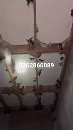 Tổ yến thô Lông già tổ. Mua bán Đồ ăn, thực phẩm và các loại khác tại Huyện Tân Phú Đồng Nai được đăng bởi Thảo An hình 1
