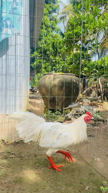 Gà 11 tháng 2.98kg. Mua bán Gà tại Huyện Châu Thành Đồng Tháp được đăng bởi Hải hình 1