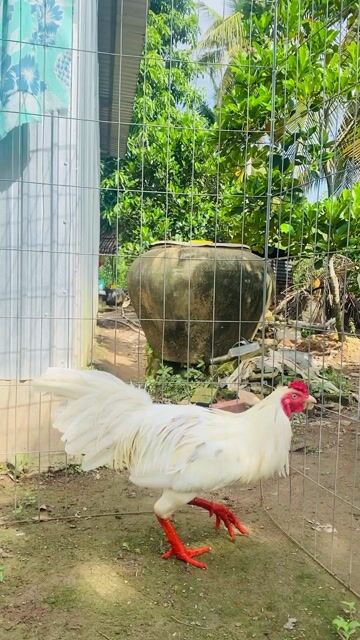 Gà 11 tháng 2.98kg. Mua bán Gà tại Huyện Châu Thành Đồng Tháp được đăng bởi Hải hình 1