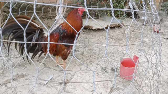 Gà Beru Mỹ trống. Mua bán Gà tại Huyện Cầu Kè Trà Vinh được đăng bởi khai Trương hình 1