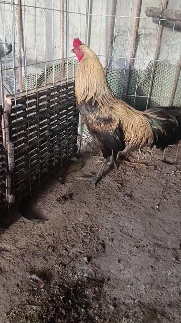 Gà chọi Chuối 3.3kg. Mua bán Gà tại Thành phố Thuận An Bình Dương được đăng bởi Nguyễn Vũ Linh hình 1