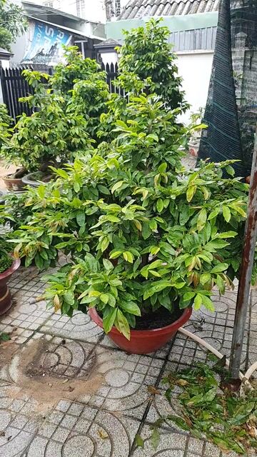 Mai giảo zin 8 cánh cao 1m dáng tròn kín. Mua bán Cây cảnh, đồ trang trí tại Thành phố Thủ Đức Tp Hồ Chí Minh được đăng bởi vinhcaycanh hình 1