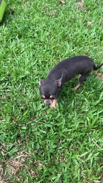 Chó Chihuahua đực 15 tháng. Mua bán Chó tại Quận 8 Tp Hồ Chí Minh được đăng bởi Nguyễn Mạnh  hình 1