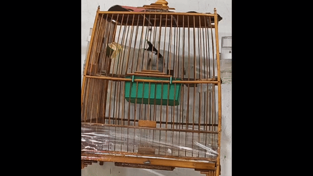 Chim chào mào đực màu đen dạng người. Mua bán Chim tại Thành phố Thủ Đức Tp Hồ Chí Minh được đăng bởi Hồ chí Hiếu hình 1