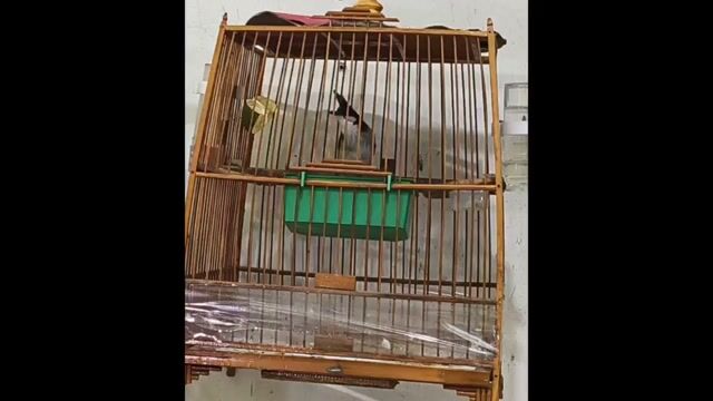 Chim chào mào đực màu đen dạng người. Mua bán Chim tại Thành phố Thủ Đức Tp Hồ Chí Minh được đăng bởi Hồ chí Hiếu hình 1