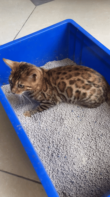 Mèo Bengal cái 5 tháng 1 mũi. Mua bán Mèo tại Huyện Mê Linh Hà Nội được đăng bởi Dũng hình 1