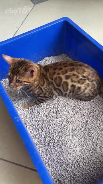 Mèo Bengal cái 5 tháng 1 mũi. Mua bán Mèo tại Huyện Mê Linh Hà Nội được đăng bởi Dũng hình 1