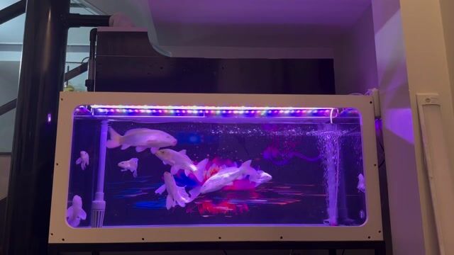 Bể cá cảnh Baoyu 1m2x50x60. Mua bán Phụ kiện, Thức ăn, Dịch vụ tại Thành phố Đà Lạt Lâm Đồng được đăng bởi Dang Quoc cuong hình 1