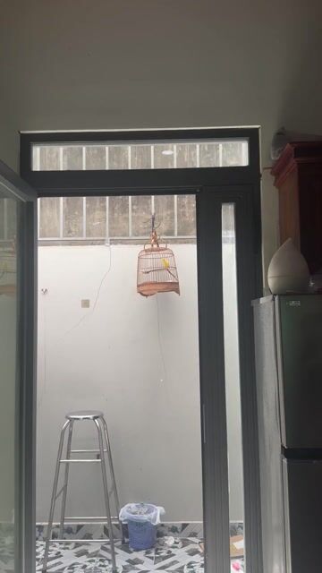 Chim Hoàng Yến Trống Vàng 6 tháng. Mua bán Chim tại Huyện Hóc Môn Tp Hồ Chí Minh được đăng bởi Tên chưa cung cấp hình 1
