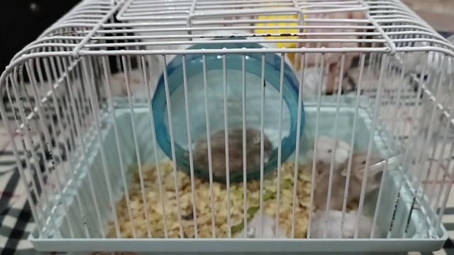 Chuột Hamster chung bầy, 50k/1 con. Mua bán Thú cưng khác tại Quận Gò Vấp Tp Hồ Chí Minh được đăng bởi Yuri hình 1