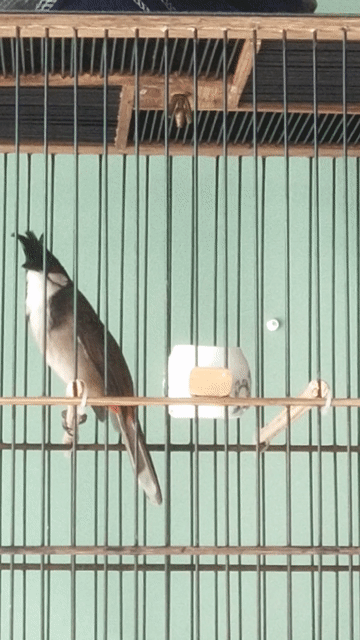 Chào mào tê dị . Mua bán Chim tại Huyện Trảng Bom Đồng Nai được đăng bởi Hoàng  hình 1
