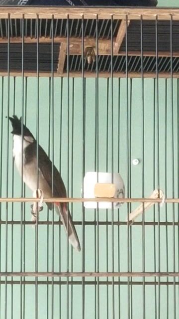 Chào mào tê dị . Mua bán Chim tại Huyện Trảng Bom Đồng Nai được đăng bởi Hoàng  hình 1