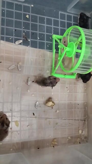 Hamster Bear cái 5 tuần tuổi, 5 bé 400k. Mua bán Thú cưng khác tại Quận Gò Vấp Tp Hồ Chí Minh được đăng bởi Yuri hình 1