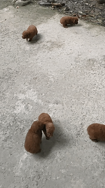 Chó Poodle Nâu Đã tiêm 1 mũi, sổ giun. Mua bán Chó tại Huyện Giồng Trôm Bến Tre được đăng bởi Thi hình 1