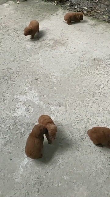 Chó Poodle Nâu Đã tiêm 1 mũi, sổ giun. Mua bán Chó tại Huyện Giồng Trôm Bến Tre được đăng bởi Thi hình 1