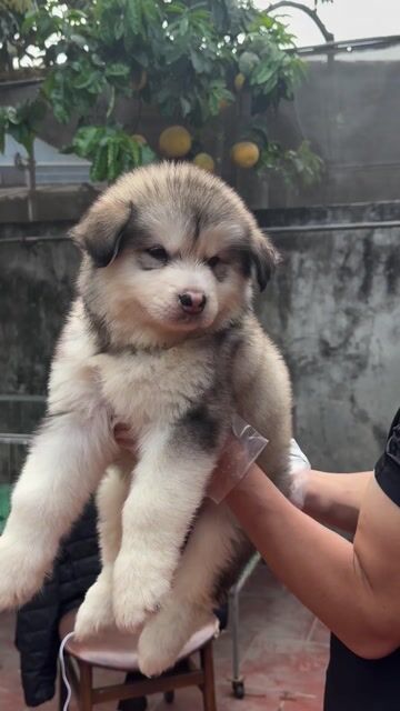 Chó Alaska xám trắng 6kg. Mua bán Chó tại Huyện Phúc Thọ Hà Nội được đăng bởi Phan Thanh Hoa hình 1