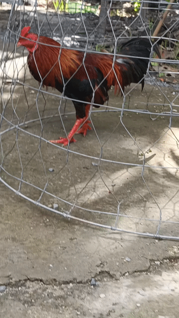 Gà tre tam Bình . Mua bán Gà tại Huyện Tam Bình Vĩnh Long được đăng bởi phận hình 1
