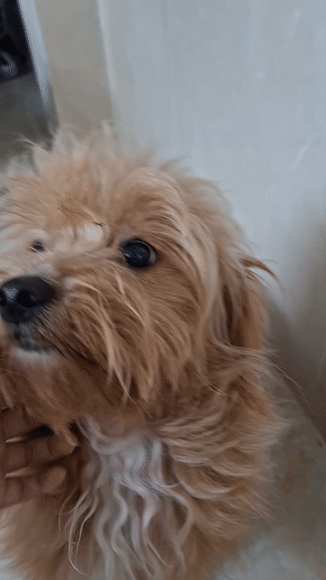 Bé Mít poodle lai Shiba cần tìm mái nhà iu thương. Mua bán Chó tại Quận Ba Đình Hà Nội được đăng bởi Thu hình 1