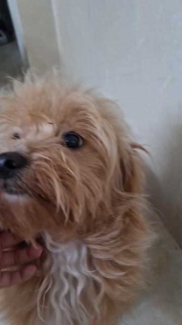 Bé Mít poodle lai Shiba cần tìm mái nhà iu thương. Mua bán Chó tại Quận Ba Đình Hà Nội được đăng bởi Thu hình 1