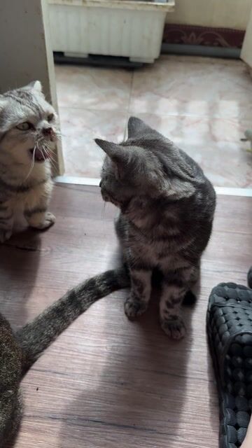 Mèo Munchkin cái 5 tháng. Mua bán Mèo tại Quận Phú Nhuận Tp Hồ Chí Minh được đăng bởi tam nguyen hình 1