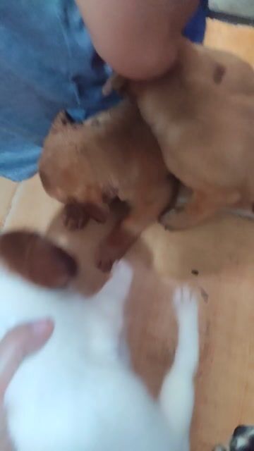 Chó cỏ nâu đen trắng cả hai. Mua bán Chó tại Quận Bình Thạnh Tp Hồ Chí Minh được đăng bởi Anh sáu  hình 1
