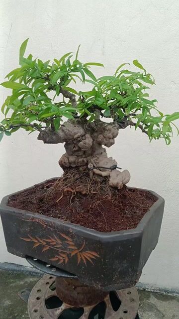 Cây cảnh Mai chiếu thủy Lá lớn Khỏe mạnh. Mua bán Cây cảnh, đồ trang trí tại Huyện Quốc Oai Hà Nội được đăng bởi Nguyễn Tiến Anh hình 1